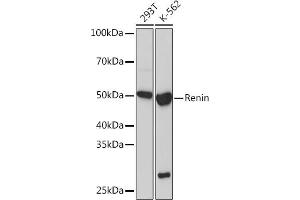 Western blot analysis of extracts of various cell lines, using Renin Rabbit mAb (ABIN7269913) at 1:1000 dilution. (Renin 抗体)