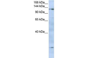 WB Suggested Anti-FMNL2 Antibody Titration:  0. (FMNL2 抗体  (N-Term))