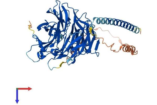 CORO2A Protein (AA 1-524) (His tag)