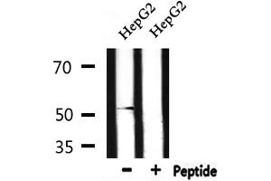 Western blot analysis of extracts from HepG2 , using DRD2 Antibody. (Dopamine d2 Receptor 抗体  (Internal Region))