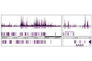 MMSET / WHSC1 antibody (mAb) tested by ChIP-Seq. (WHSC1 抗体  (AA 1-647))