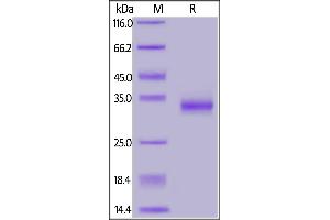 SDS-PAGE (SDS) image for SARS-CoV-2 Spike S1 (RBD), (V483A) protein (His tag) (ABIN6953173)