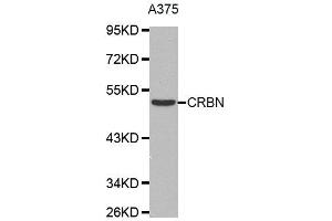 Western Blotting (WB) image for anti-Cereblon (CRBN) antibody (ABIN1876059) (CRBN 抗体)