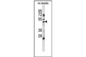 Western blot analysis of HDAC11 Antibody (Center) in mouse testis tissue lysates (35ug/lane). (HDAC11 抗体  (Middle Region))