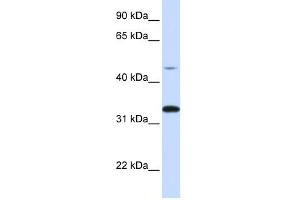 CDK3 antibody (70R-10467) used at 0. (CDK3 抗体  (C-Term))