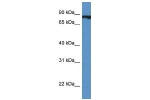 Western Blot showing CUL4A antibody used at a concentration of 1 ug/ml against Fetal Heart Lysate (Cullin 4A 抗体  (Middle Region))