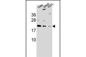 ARL6IP6Antibody (N-term) (ABIN657260 and ABIN2846355) western blot analysis in ,Hela,Jurkat cell line lysates (35 μg/lane). (ARL6IP6 抗体  (N-Term))