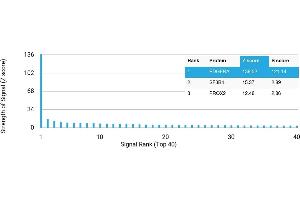 Protein Array (PAr) image for anti-Platelet Derived Growth Factor Receptor alpha (PDGFRA) antibody (ABIN7455972)