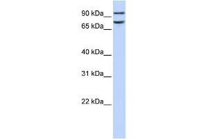 FCHO1 antibody used at 1 ug/ml to detect target protein. (FCHO1 抗体  (Middle Region))