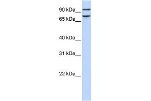 FCHO1 antibody used at 1 ug/ml to detect target protein.