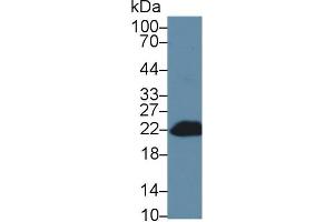 Detection of Bid in Mouse Blood Cells lysate using Polyclonal Antibody to BH3 Interacting Domain Death Agonist (Bid) (BID 抗体  (AA 1-195))