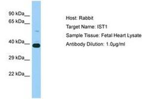 Image no. 1 for anti-Increased Sodium Tolerance 1 Homolog (IST1) (N-Term) antibody (ABIN6750206) (IST1 抗体  (N-Term))
