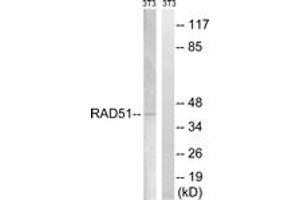 Western Blotting (WB) image for anti-DNA Repair Protein Homolog 1 (RAD51) (AA 275-324) antibody (ABIN2889157) (RAD51 抗体  (AA 275-324))