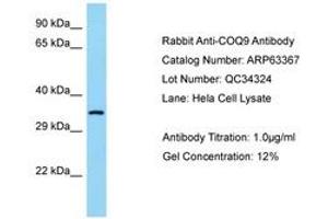 Image no. 1 for anti-Coenzyme Q9 Homolog (COQ9) (AA 36-85) antibody (ABIN6749976) (COQ9 抗体  (AA 36-85))