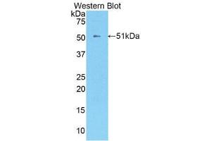 Western Blotting (WB) image for anti-Kallikrein 8 (KLK8) (AA 33-250) antibody (ABIN3208080) (Kallikrein 8 抗体  (AA 33-250))
