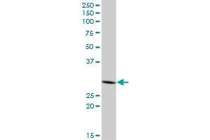 PHYHD1 MaxPab polyclonal antibody. (PHYHD1 抗体  (AA 1-297))