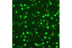 Immunofluorescence (IF) image for anti-Minichromosome Maintenance Complex Component 2 (MCM2) (AA 889-904), (C-Term) antibody (ABIN3044242)