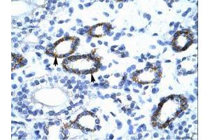 Image no. 1 for anti-General Transcription Factor IIF, Polypeptide 2, 30kDa (GTF2F2) (C-Term) antibody (ABIN6735897)
