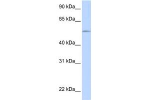 WB Suggested Anti-UGT1A1 Antibody Titration:  0. (UGT1A1 抗体  (N-Term))