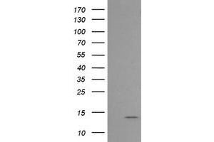 Image no. 1 for anti-Melan A (MLANA) antibody (ABIN1499425) (MLANA 抗体)
