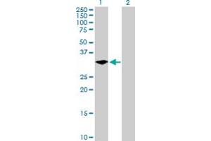 Western Blot analysis of LYPD5 expression in transfected 293T cell line by LYPD5 MaxPab polyclonal antibody. (LYPD5 抗体  (AA 1-249))