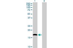 Western Blot analysis of NUDT1 expression in transfected 293T cell line by NUDT1 MaxPab polyclonal antibody. (NUDT1 抗体  (AA 1-156))