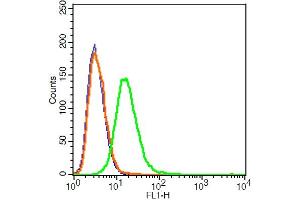 RSC96 cells probed with VE Cadherin Polyclonal Antibody, ALEXA FLUOR® 488 Conjugated (bs-0878R-A488) at 1:100 for 30 minutes compared to control cells (blue) and isotype control (orange). (Cadherin 5 抗体  (AA 601-700) (Alexa Fluor 488))