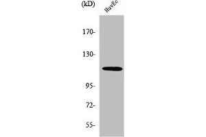 Western Blot analysis of HuvEc cells using SENP7 Polyclonal Antibody (SENP7 抗体  (C-Term))