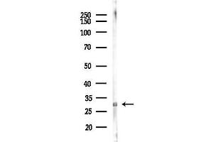 Western blot analysis of lysates from Mouse liver, using NKX22 Antibody at 1/1000 dilution.
