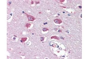 ABIN308410 (5µg/ml) staining of paraffin embedded Human Cortex. (GRIA4 抗体  (Internal Region))