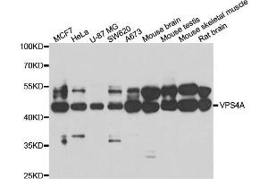 Western blot analysis of extracts of various cell lines, using VPS4A antibody.