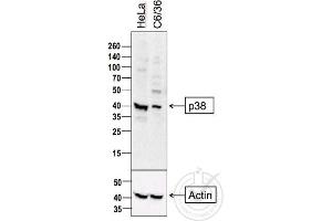 Independently Validated Antibody, image provided by Science Exchange, badge number 029806: L1 HeLa cell lysate, L2 C6/36 cell lysates probed with Anti-P38 MAPK Polyclonal Antibody, Unconjugated  at 1:500 overnight at 4˚C. (MAPK14 抗体  (AA 141-240))