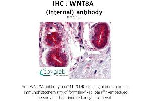 Image no. 1 for anti-Wingless-Type MMTV Integration Site Family, Member 8A (WNT8A) (Internal Region) antibody (ABIN1740838) (WNT8A 抗体  (Internal Region))