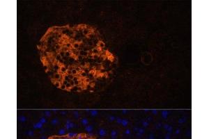 Immunofluorescence analysis of Mouse pancreas using PNLIPRP2 Polyclonal Antibody at dilution of 1:100. (PNLIPRP2 抗体)