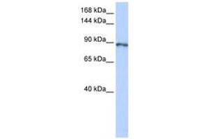 Image no. 1 for anti-Small Optic Lobes Homolog (SOLH) (AA 1008-1057) antibody (ABIN6742789) (Calpain 15/SOLH 抗体  (AA 1008-1057))