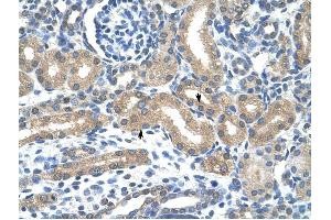HIF3A antibody was used for immunohistochemistry at a concentration of 4-8 ug/ml to stain Epithelial cells of renal tubule (arrows) in Human Kidney. (HIF3A 抗体  (C-Term))