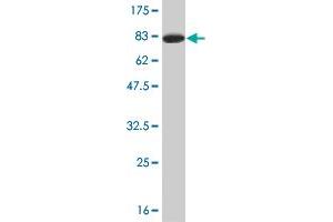 Western Blot detection against Immunogen (68.