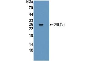 Detection of Recombinant FGF18, Human using Polyclonal Antibody to Fibroblast Growth Factor 18 (FGF18) (FGF18 抗体  (AA 28-207))