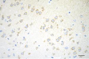 Immunohistochemistry was performed on paraffin-embedded mouse brain using C1QBP antibody (ABIN7798136), 1:200). (Recombinant C1QBP 抗体)