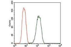 Flow cytometric analysis of A549 cells using PDE1B mouse mAb (green) and negative control (red). (PDE1B 抗体  (AA 370-536))