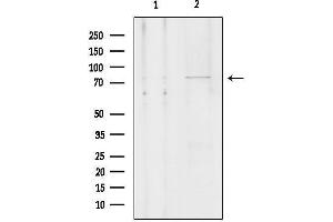Western blot analysis of lysates from Hela, using SLCO1 Antibody.