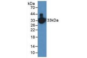 Western blot analysis of Human Serum. (Kallikrein 1 抗体  (AA 25-261))