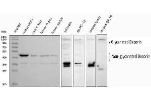 anti-Decorin (DCN) (AA 343-359), (C-Term) antibody