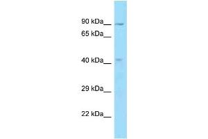 WB Suggested Anti-OBFC1 Antibody Titration: 1. (OBFC1 抗体  (C-Term))
