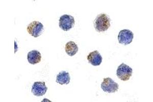 Immunohistochemistry (IHC) image for anti-Apoptosis-Inducing Factor, Mitochondrion-Associated, 1 (AIFM1) (C-Term) antibody (ABIN1030227) (AIF 抗体  (C-Term))