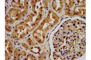 IHC image of ABIN7163417 diluted at 1:200 and staining in paraffin-embedded human kidney tissue performed on a Leica BondTM system. (PSAT1 抗体  (AA 104-206))