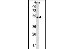 Western blot analysis in Hela cell line lysates (35ug/lane). (CHI3L2 抗体  (N-Term))