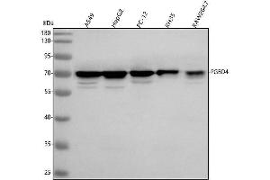 Western blot analysis of PGBD4 using anti-PGBD4 antibody (ABIN7600715).