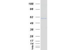 Western Blotting (WB) image for NGFI-A Binding Protein 1 (EGR1 Binding Protein 1) (NAB1) protein (Myc-DYKDDDDK Tag) (ABIN2726762)