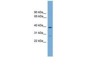 Image no. 1 for anti-Neutrophil Cytosolic Factor 4, 40kDa (NCF4) (AA 267-316) antibody (ABIN6745519) (NCF4 抗体  (AA 267-316))